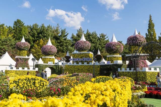 24일 제22회 익산 천만송이 국화축제장/사진 제공=익산시