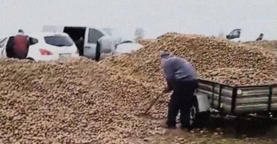 감자를 가져가는 사람들. VICE 캡처