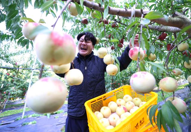 28일 경남 함양군 지곡면 시목마을 한스타 복숭아 농장에서 청년 농부인 한수진 씨가 직접 브랜드화한 ‘설도 복숭아’ 올해 첫 수확에 나섰다. 설도 복숭아는 겨울 초입에 수확하기 때문에 겨울복숭아·눈꽃복숭아라고 불린다. 일교차가 큰 지역에서 더욱 깊고 달콤한 맛을 내는데, 이 때문에 지리산 자락에서 수확된 설도는 최상품으로 꼽힌다. 함양군 제공