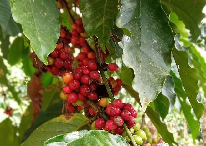 로부스타 품종의 커피 열매. 커피 열매는 처음에는 초록색이었다가 익어가면서 노란색, 주황색을 거쳐 수확할 시기가 되면 빨간색으로 변한다. Ramit Mitra