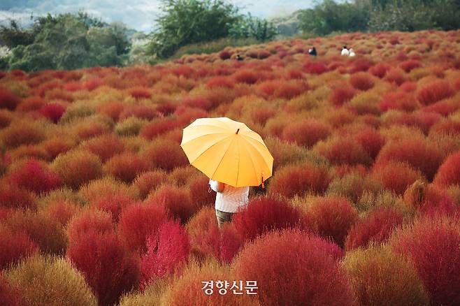 경기 연천군 임진강 댑싸리정원에 29일 시민이 붉게 물든 댑싸리를 구경하고 있다. 한수빈 기자