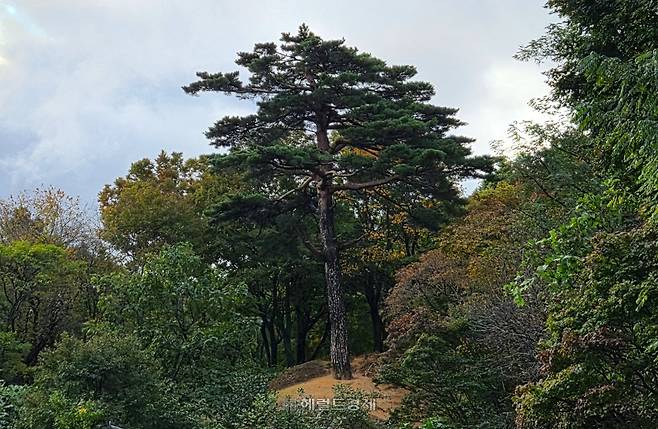 °ÇºÀ»ç ¼Ò³ª¹«