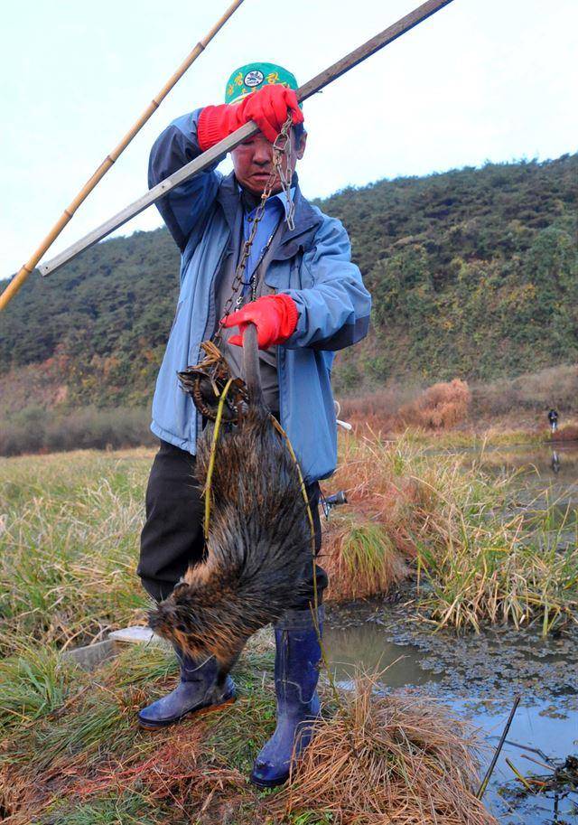 뉴트리아는 모피, 식용 등으로 국내에 들여왔다가 자연에 버려지면서 생태계 교란종으로 전락했다. 퇴치반이 뉴트리아를 들어올린 모습. 한국일보 자료사진
