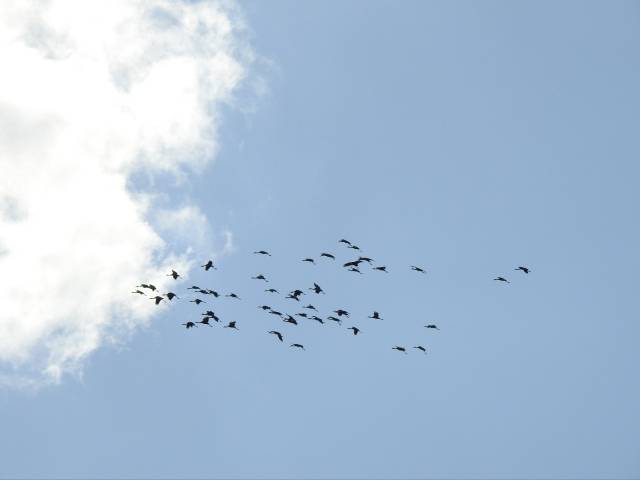 천연기념물 제228호이자 멸종위기 국제보호종인 흑두루미 73마리가 올해도 어김없이 지난 10월 22일 전남 순천시 순천만에 도착했다. 행운과 장수의새. 노관규 순천시장은 최근 불거지고 있는 정치적 공작에도 순천은 유엔 지원 받는 IUCN 세계자연보전연맹에 가입된 대한민국 유일한 기초자치단체라는 자부심을 바탕으로 오로지 순천시민을 위해 ‘더 강해지겠다’는 다짐을 했다. 사진 제공=순천시
