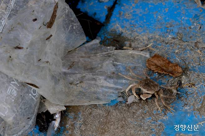 게는 살기 위해 발버둥 쳤지만 폐비닐에 걸린 발을 빼지 못했다. 강화 l 문재원 기자