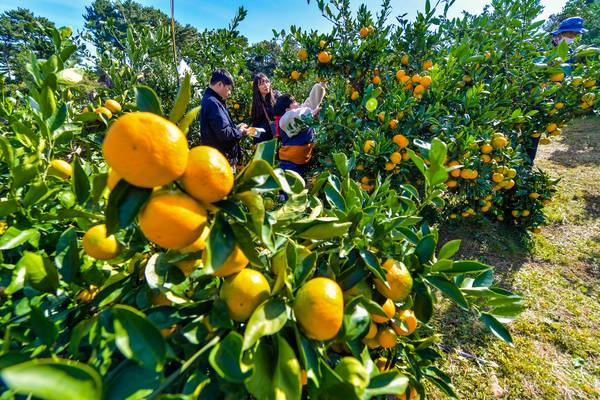 지난 3일 서귀포시 신효동 감귤박물관을 찾은 관광객들이 감귤따기 체험을 하며 즐거운 시간을 보내고 있다. /제주일보=고봉수기자