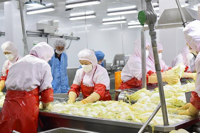 배추 세척 공정. 선도농협 제공