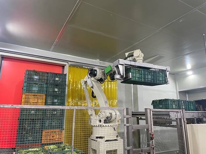 로봇이 배추 상자를 옮기는 모습. 선도농협 제공