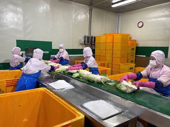 선장김치 제조 공정. 선도농협 제공