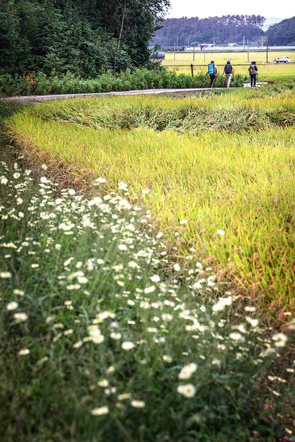 3구간은 논밭과 염전 사이로 난 길이 주를 이룬다.