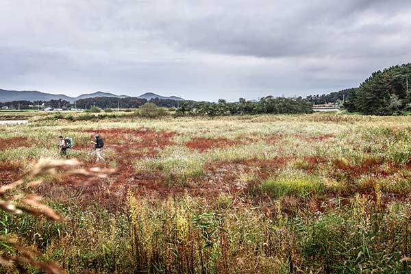 읍내 구간이 끝나고 바다에 다다르면 주변이 바다와 갯벌, 염전과 논밭이 반복되는 독특한 경관으로 변한다.