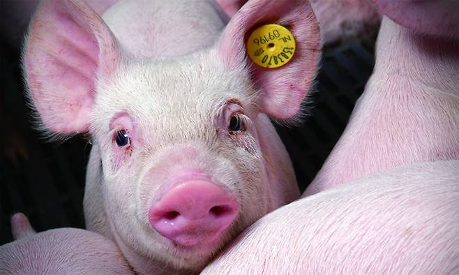 인류는 현재 이종이식을 포함해 3차원(3D) 바이오프린팅, 오가노이드 기술 등 다양한 갈래의 장기이식 기술을 발전시키고 있다. 윤익진 대한장기이식학회장 겸 건국대병원 외과 교수는 “기초 수준에 머무른 여타 기술에 비해 이종이식은 현재 월등히 앞선 상황”이라고 설명했다. 게티이미지뱅크 제공