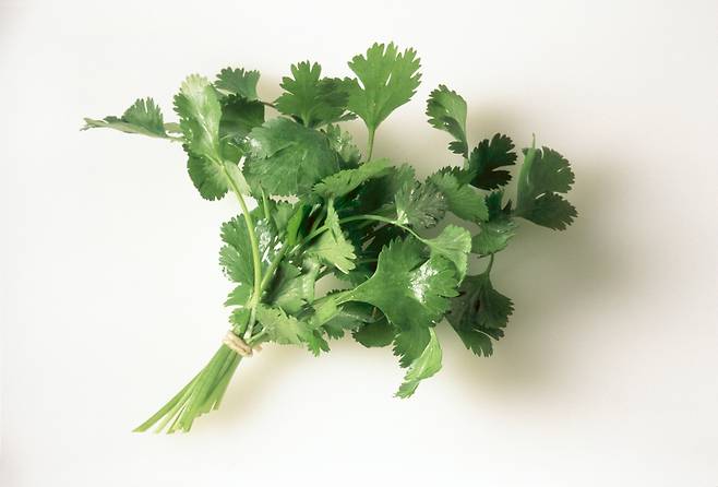 고수를 좋아하지 않는 사람은 ‘비누 냄새’ ‘화장품 맛’에 비유하며 강한 거부감을 보인다. 클립아트코리아 제공