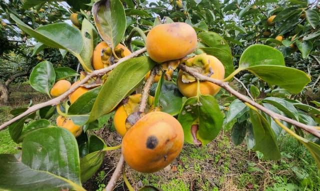 탄저병으로 반점 생긴 단감나무 20일 창원특례시 의창구 동읍 금산리의 한 과수원의 부유(富有)종 단감나무가 탄저병에 걸려 흑갈색의 반점이 드러나고 있다. 잦은 비와 기온 차이로 안개 등 습한 환경이 이어지면서 탄저병이 확산되고 있다./전강용 기자/