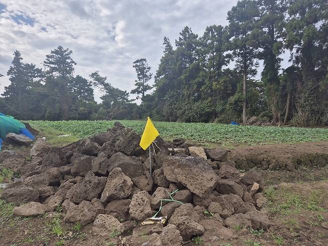 지난 7일 제주 제2공항 예정지인 서귀포시 성산읍 온평리의 무밭에 있는 숨골. 빗물이 빠르게 스며드는 통로인 숨골은 물난리를 막아준다. 서보미 기자