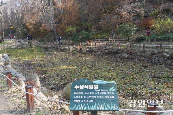 서울대 안양수목원 수생식물원은 연꽃과 꽃창포 등을 만날 수 있는 곳으로, 내년 봄·여름이면 활짝 핀 연꽃과 창포·붓꽃 등을 볼 수 있을 것으로 기대된다. 2025.11.12 안양/박상일기자 metro@kyeongin.com