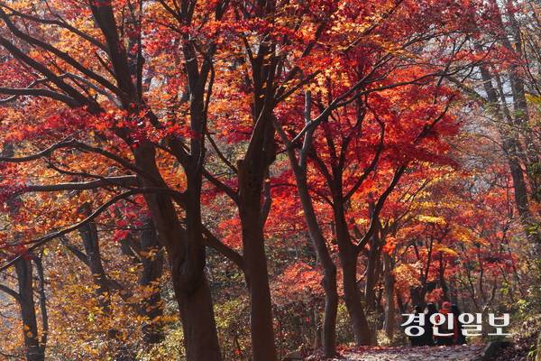단풍나무가 가득한 서울대 안양수목원 작은 단풍나무길은 호젓한 오솔길의 분위기를 느낄 수 있다. 2025.11.12 안양/박상일기자 metro@kyeongin.com