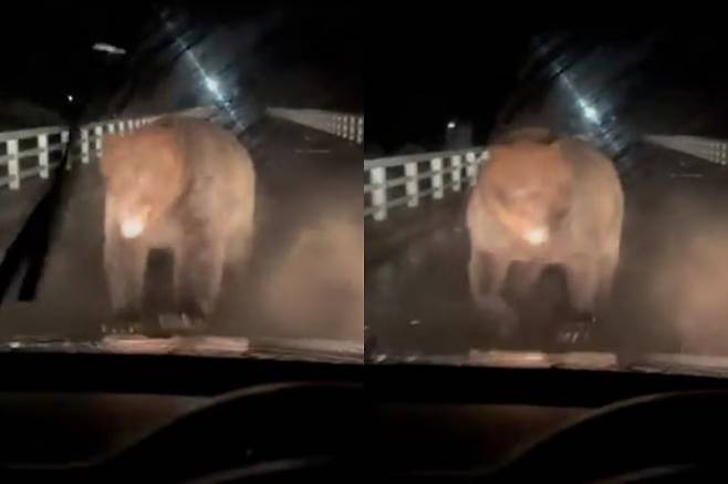 홋카이도 지역에서 주행 중인 차량에 곰이 달려들고 있는 모습./엑스(옛 트위터)
