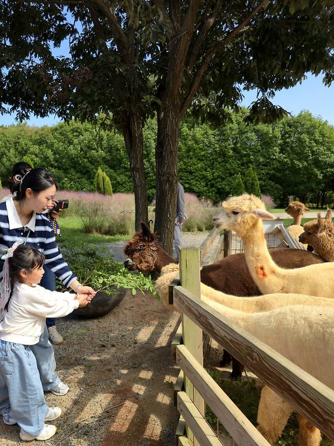 청산수목원 동물농장 알파카.