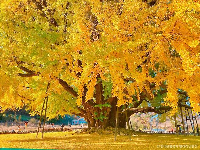 원주 반계리 은행나무는 일시에 단풍이 들면 이듬해 풍년이 든다는 전설이 있다. /사진=한국관광공사