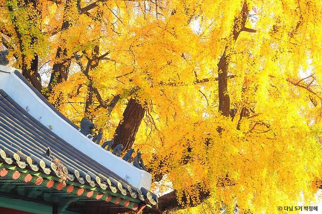 성균관 명륜당에 자리한 은행나무는 역사와 계절의 아름다움을 전한다. /사진=한국관광공사