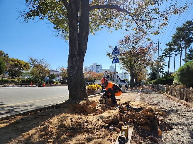 ▲ 의성군 작업 인력이 의성읍 중리리 생활도로에서 왕벚나무 돌출 뿌리를 전동 장비로 절단하며 보도블록 안전 확보를 위한 현장 정비를 진행하고 있다. 의성군