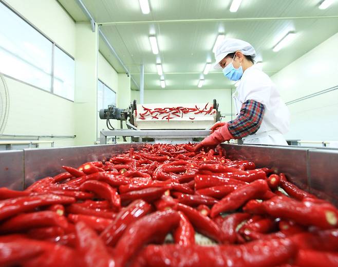영양군의 한 고추 선별장에서 작업자가 세척·선별 작업을 진행하고 있다. 영양군은 영양고추 HOT 브랜드를 중심으로 지역 농산물의 품질 고급화와 판로 확대에 나서고 있다. /영양군 제공