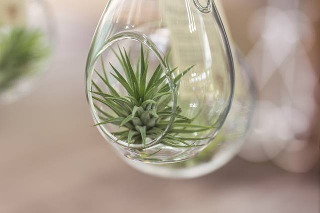 틸란드시아는 새집증후군 완화에 도움을 줄 수 있는 대표적인 공기정화식물이다. 사진은 기사의 특정 사실과 관련 없음. 클립아트코리아