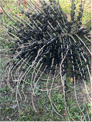 ▲아사이 열매. ⓒ경희대학교 COP30 참가단