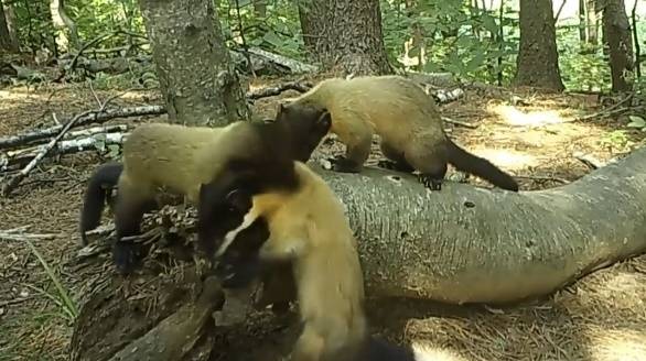 지난 8월에는 경기도 포천에 있는 광릉숲에서 생후 100일 정도의 아기 담비 두 마리가 어미 담비 뒤를 따라다니는 장면이 포착됐다. 국립수목원 광릉숲 제공 영상 캡처