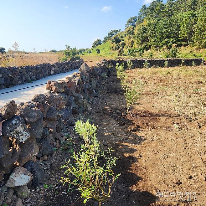 기후 적응성 시험을 위해 비양도에 식재된 올리브 나무.