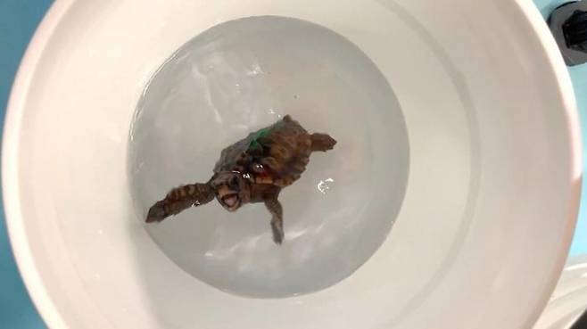 수천 ㎞를 이동하는 대표적 회유성 해양 동물인 바다거북은 지구 자기장을 느낄 수 있는 감각을 갖고 있는 것으로 밝혀졌다. 미국 노스캐롤라이나대 채플힐 캠퍼스 제공