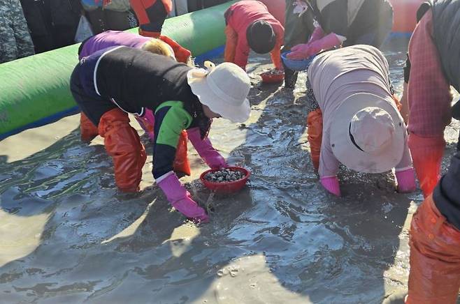 관광객들이 고막축제 에서 '황금꼬막을 잡아라' 이벤트 행사를 를 즐기고 있다. 보성군 제공