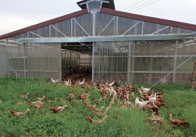 충남 부여 <산야농장>은 자연 방사 사육을 통해 유정란을 생산하고 있다.