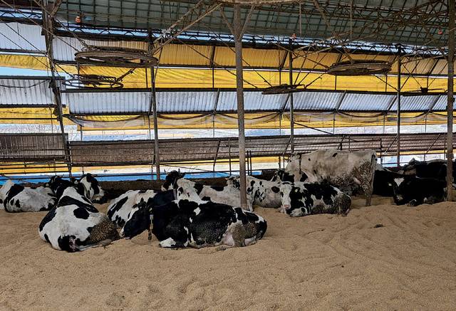 동물복지 축산농장 인증을 받은 낙농목장인 전북 고창 <상하금성목장>.