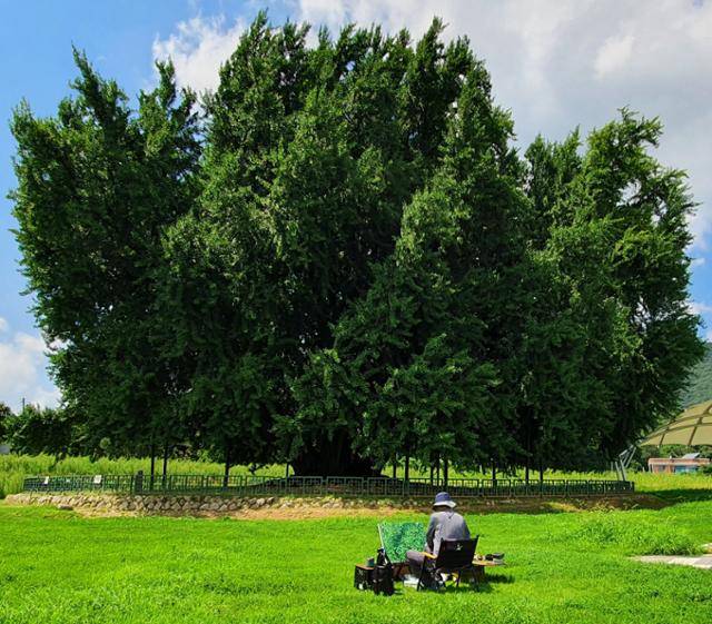 최선길 작가가 잎이 무성한 반계리 은행나무를 그리고 있다. 최선길 제공