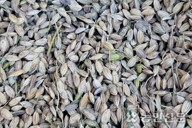 올해 가을장마로 벼 깨씨무늬병이 발생해 품위가 떨어진 조곡.