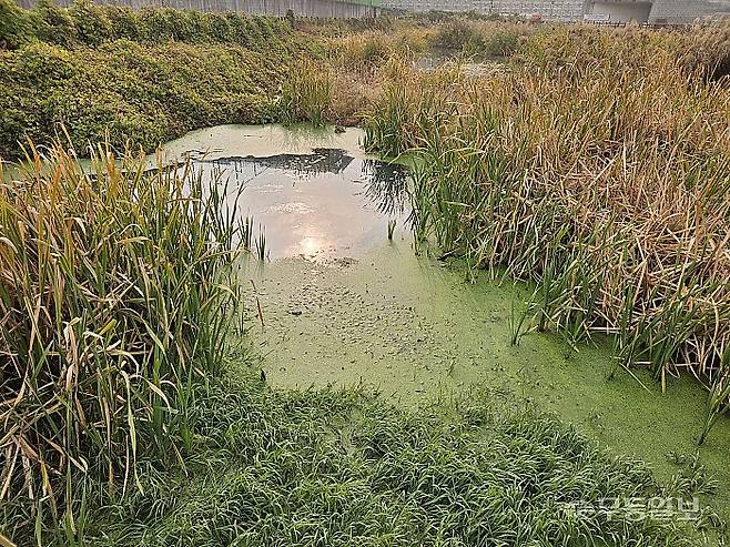 지난해 12월 준공된 광주 남구 진월동 수변공원이 한전 송전탑 공사로 인해 마무리 작업을 하지 못한채 1년 가까이 방치된 가운데 저수지에 이끼가 가득 껴있다. 강주비 기자