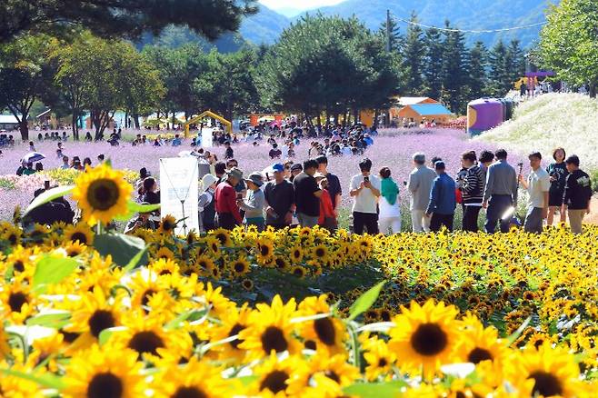 최상기 인제군수가 2일 본지와의 인터뷰에서 "관광객들이 설악산 자락의 수려한 자연이 사계절 모두 다른 색 배경으로 변하는 인제에서 힐링하면서 모터스포츠와 레저를 즐길 수 있도록 콘텐츠를 업그레이드하겠다"고 강조했다. 지난 9월 27일부터 10월 19일까지 23일간 강원도 인제 북면 용대 관광지 일원에서 '인제에서 꽃길만 걷자'를 주제로 열린 인제 가을꽃 축제. 인제군 제공