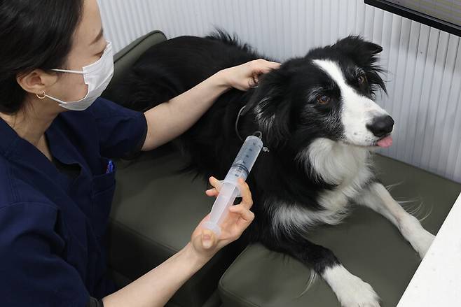 지난 1일 오후 서울 종로구 한 동물병원에서 ‘인도적 반려동물 진료 훈련’을 받은 보더콜리 ‘바벨’이 수액 주사를 맞고 있다. 최현수 기자 emd@hani.co.kr