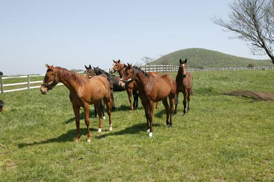 말 무리가 목장에서 거닐고 있다. 본 기사와 관련 없음. 중앙포토