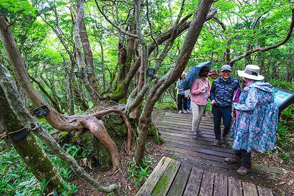 여름날의 어승생악 탐방로. 한라산의 다양한 식생을 살피기에 좋다.