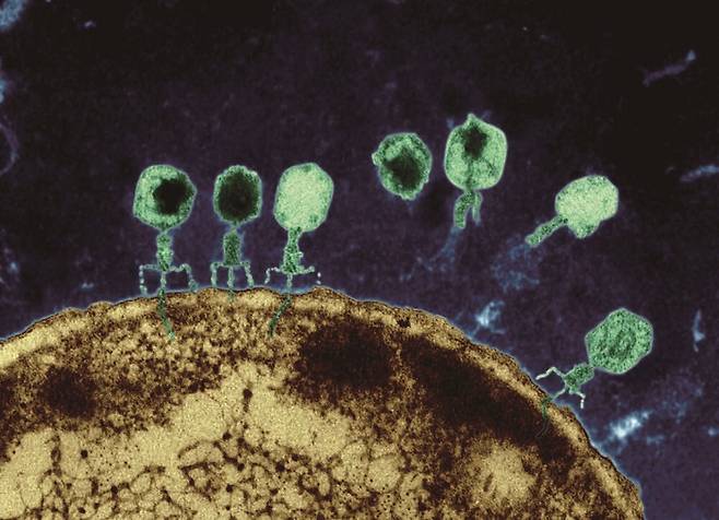 세균에 결합한 박테리오파지 바이러스의 전자현미경 사진. /사진 아이 오브 사이언스