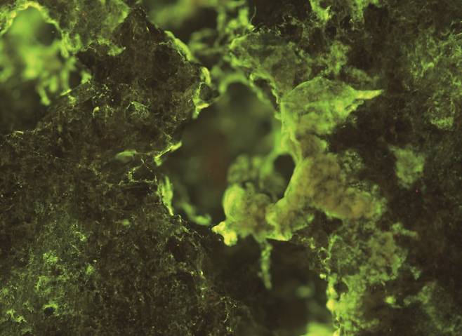 국제우주정거장에서 현무암 속 희토류 원소를 추출한박테리아 스핑고모나스 데시카빌리스. /사진 옥스퍼드대