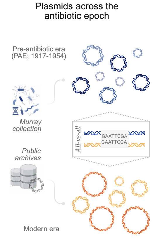 항생제 사용이 세균의 내성을 어떻게 진화시켰는가를 재구성하기 위해 항생제 시대 이전(PAE) 플라스미드 게놈 정보와 현대 시대 공공 아카이브의 플라스미드 게놈 정보를 비교했다. 그 결과 현대 플라스미드의 상당수가 PAE 플라스미드 골격에 항생제 내성 유전자가 더해진 형태로 드러났다. ‘사이언스’ 제공