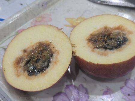 지난 2일 오후 선별기를 통해 찾아낸 속이 썩은 사과. 주상돈 기자