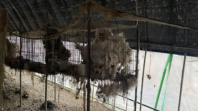 보령 불법 번식장 현장 모습. 털과 오물이 뒤엉킨 강아지들이 뜬장에서 생활하고 있다. /사진=동물자유연대 제공