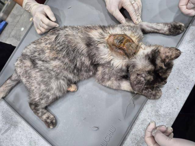 전북의 한 동물실험기관이 시보호소에 있는 유기묘를 복막염 실험에 동원했다는 의혹이 제기됐다. 비글구조네트워크 제공