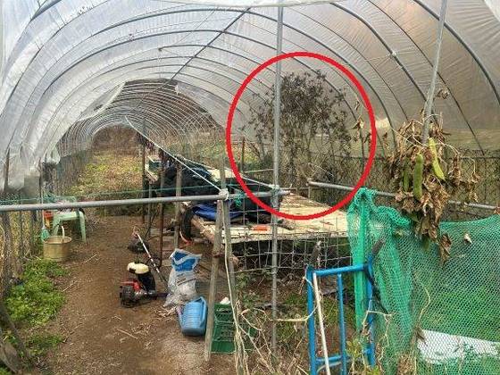 피의자들이 대마를 재배한 강원도 소재 비닐하우스 내부. 사진 서울경찰청