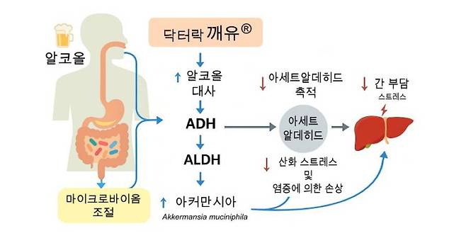 럭스바이옴이 규명한 숙취해소제 닥터락 깨유 기전 / 출처=럭스바이옴
